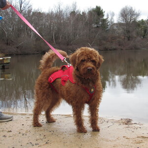 Fundraising Page: Dina Bingnear